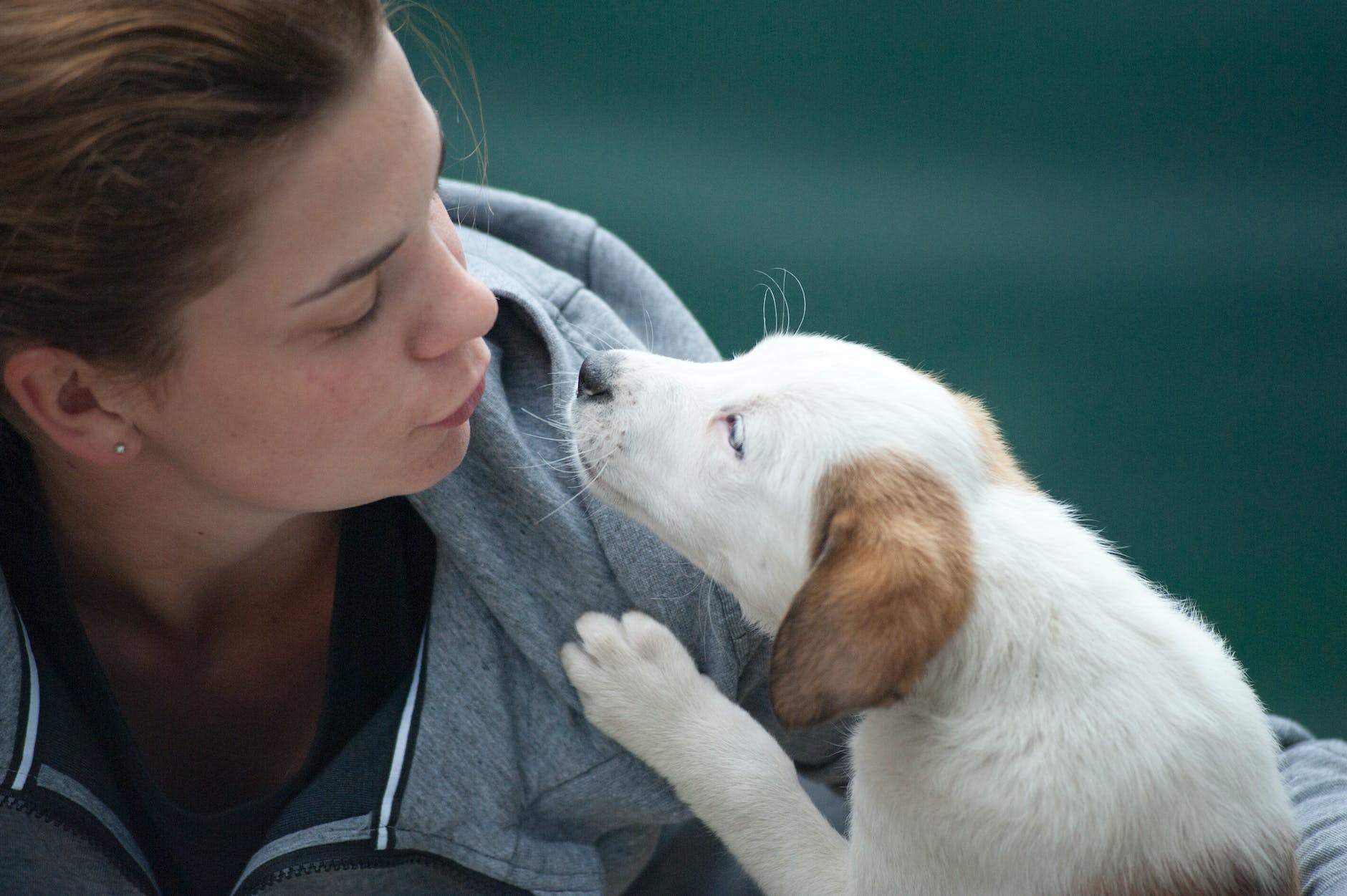 Understanding Dog’s Language: How to Develop Safe Communication with Your Canine Companion