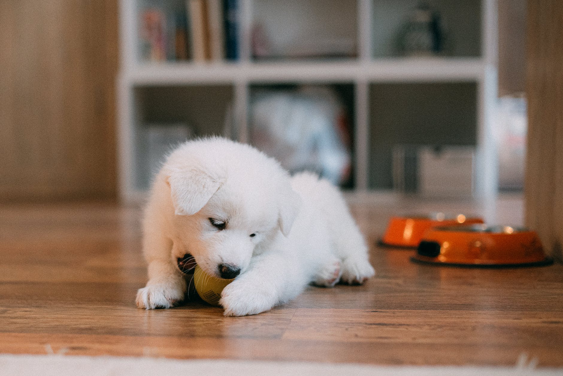Preparing for Your New Puppy: A Comprehensive Guide to Essential Supplies