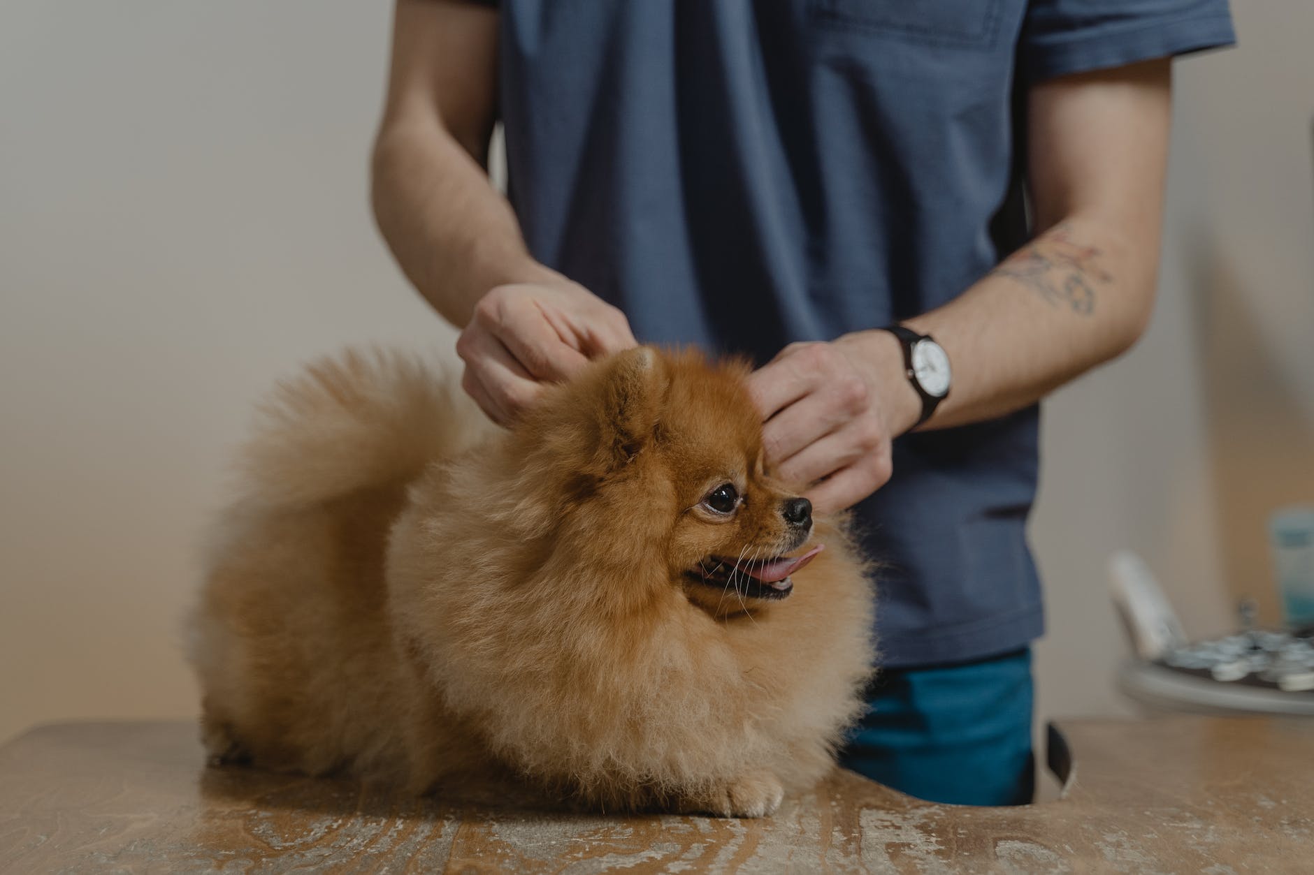 Understanding Dog Insurance: Costs and Considerations for Pet Owners