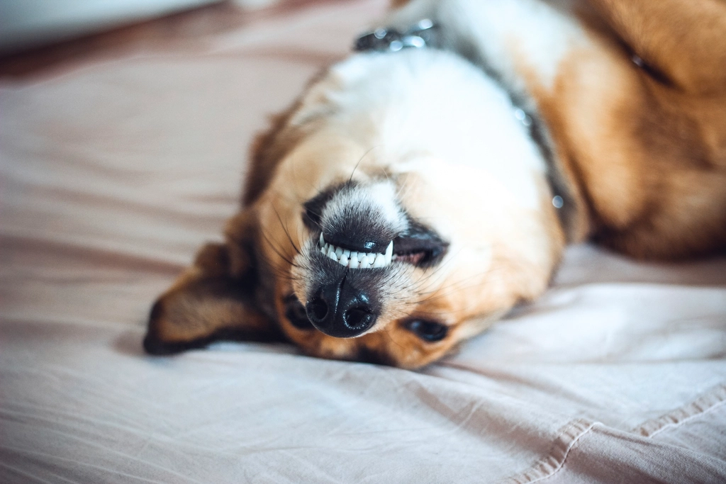 Dog Dental Care: The Secret to a Happy Smile