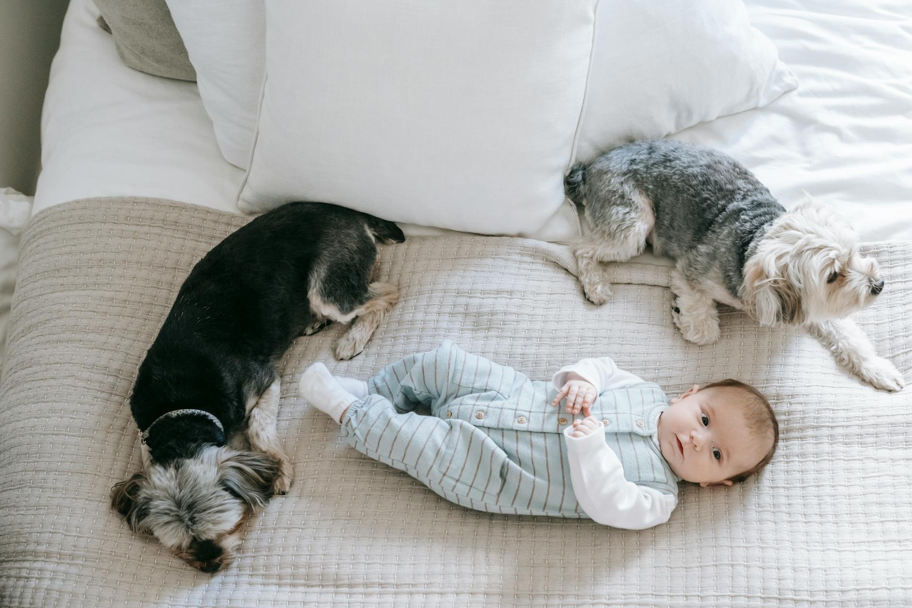 Top Small Dog Breeds: A Compact Guide For Compact Companions!