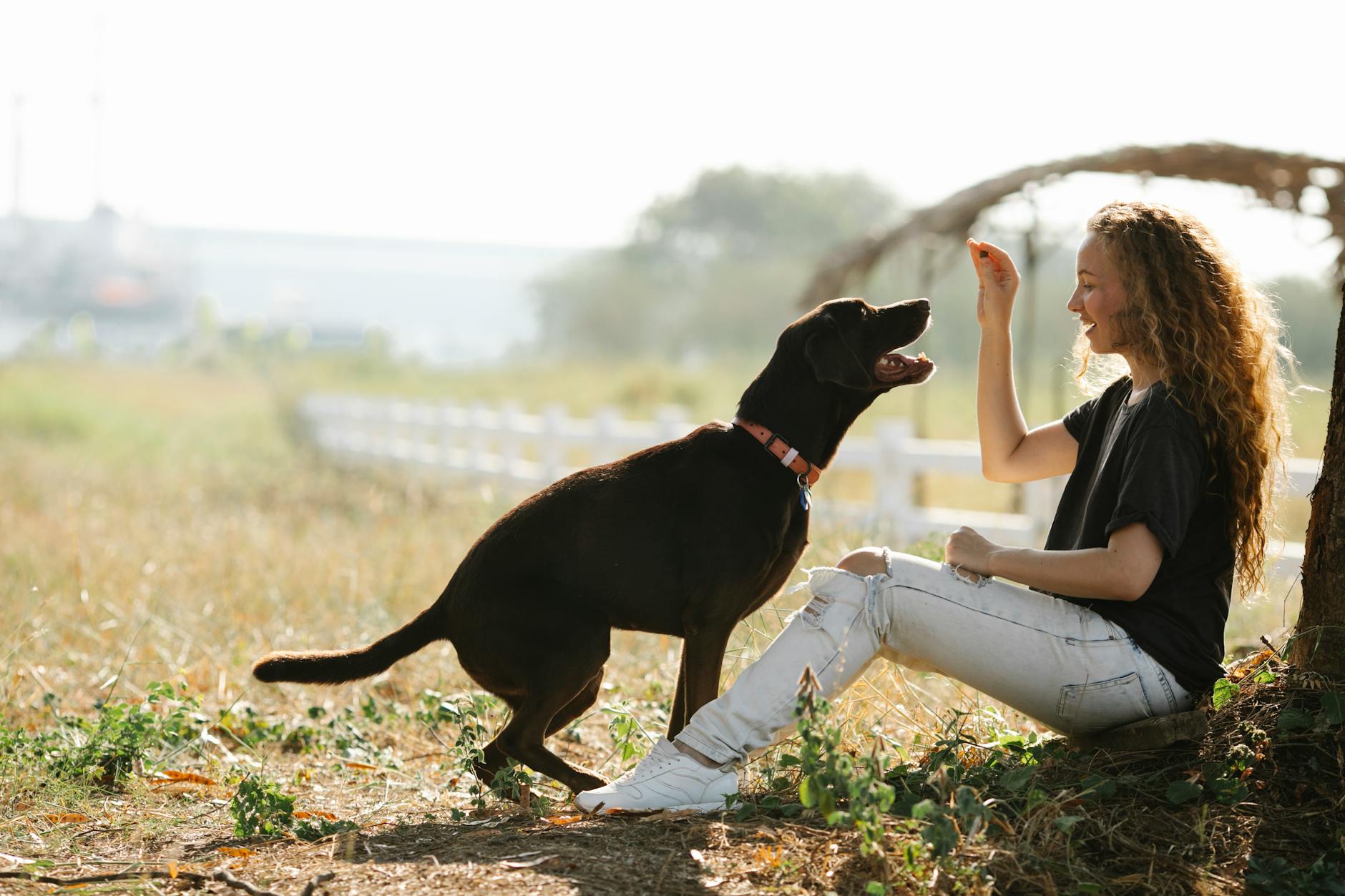 From Chow to ChowUnderstanding Your Dog’s Diet