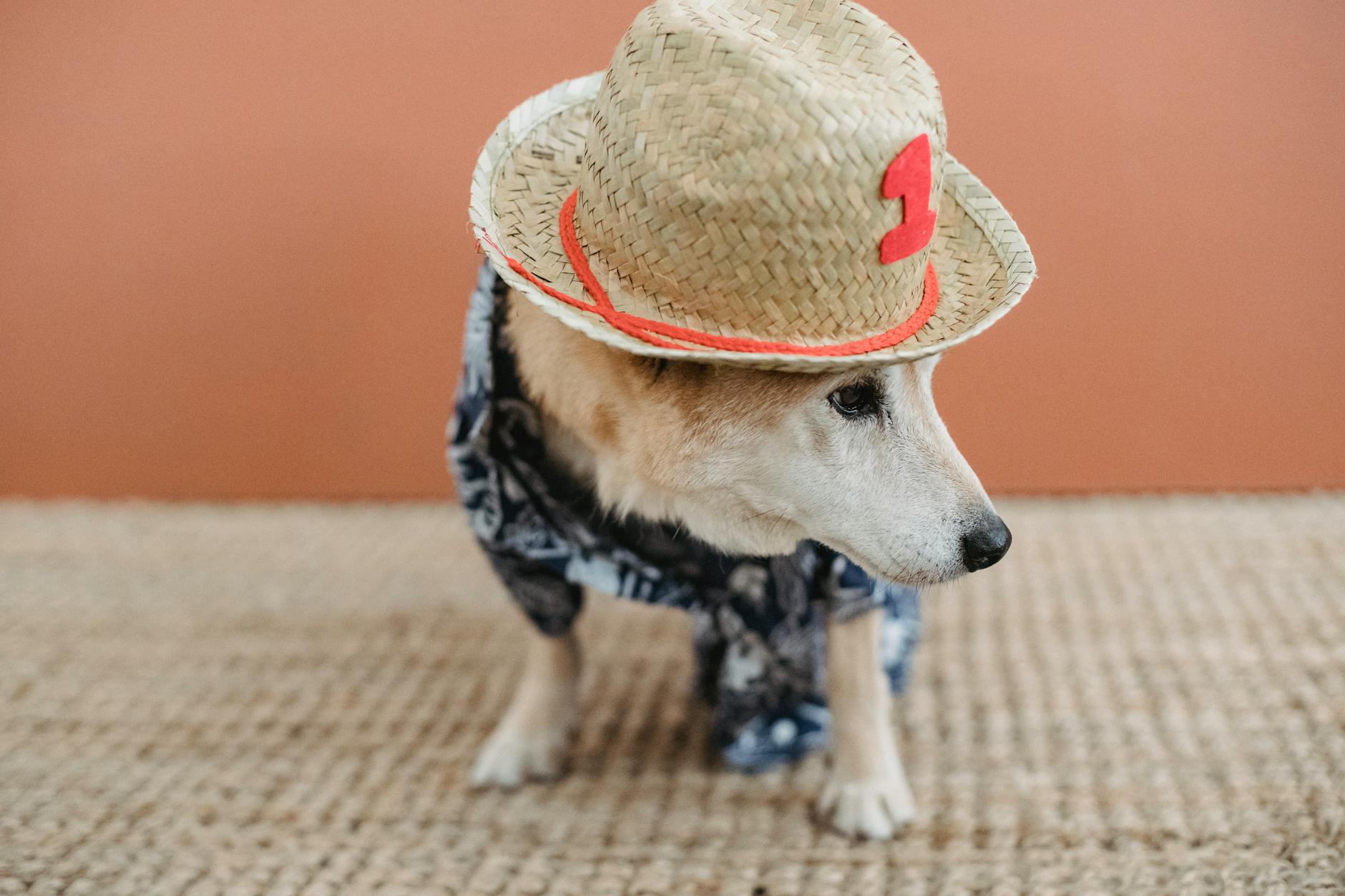 How to Style Your Dog 101: A Guide to Dog Fashion Essentials